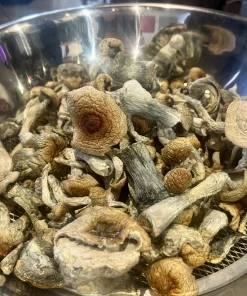 Golden Teacher Mushrooms